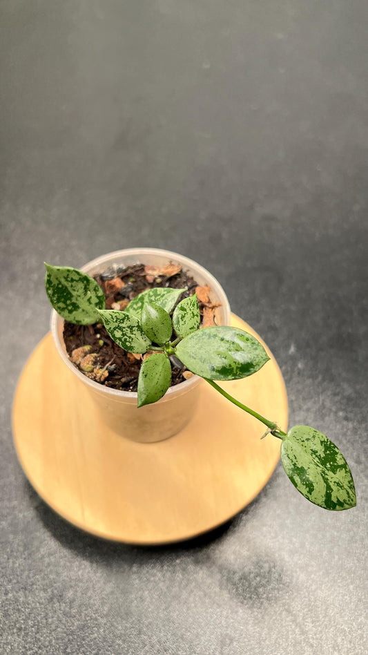 Hoya Lacunosa Snow Leopard Indoor Plant