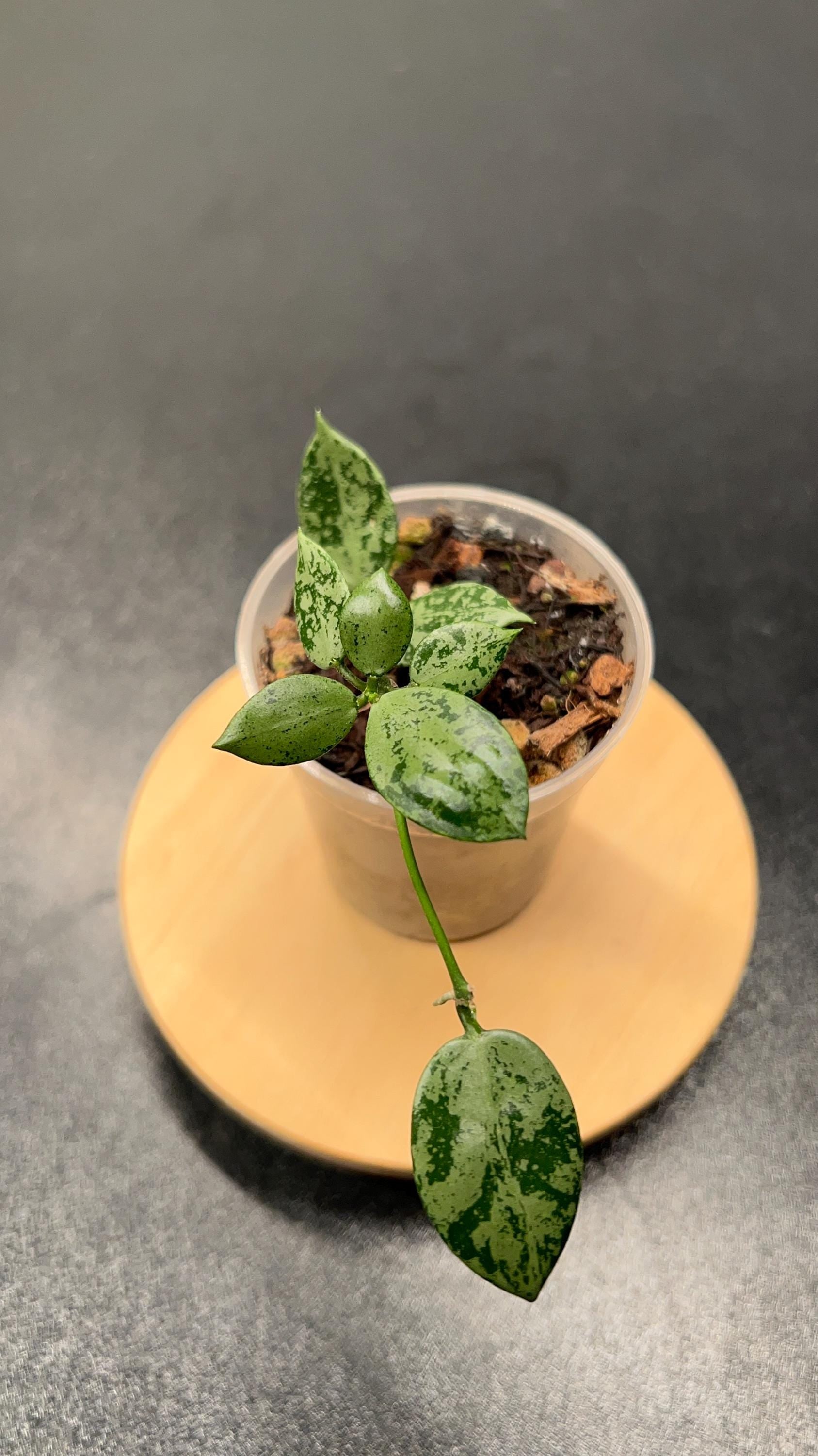 Hoya Lacunosa Snow Leopard Indoor Plant