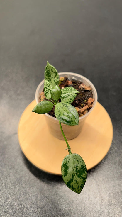 Hoya Lacunosa Snow Leopard Indoor Plant