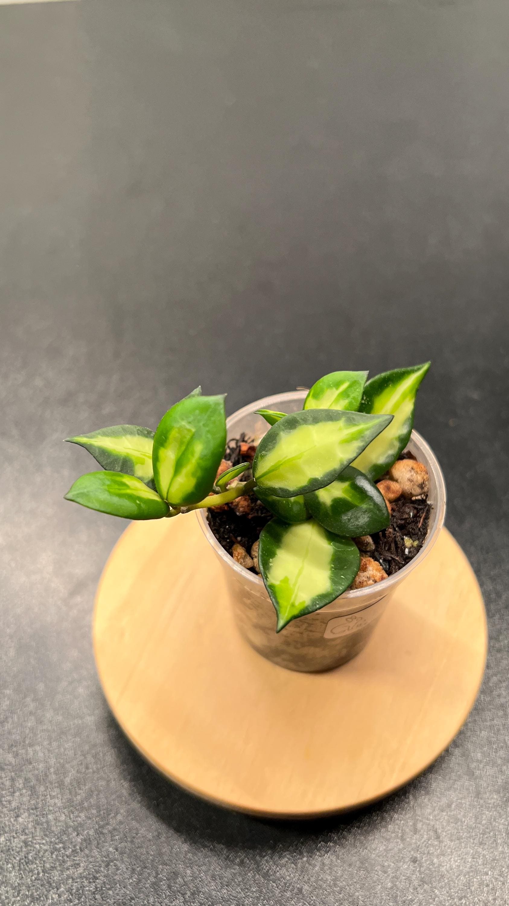 Hoya Lacunosa Queen Midori Indoor Plant