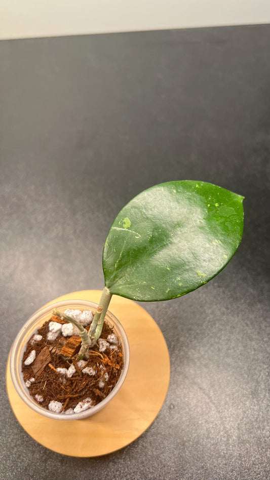 Hoya Pottsii Splash Indoor Plant