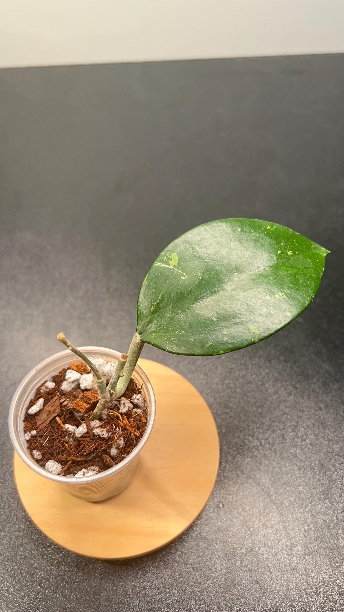 Hoya Pottsii Splash Indoor Plant
