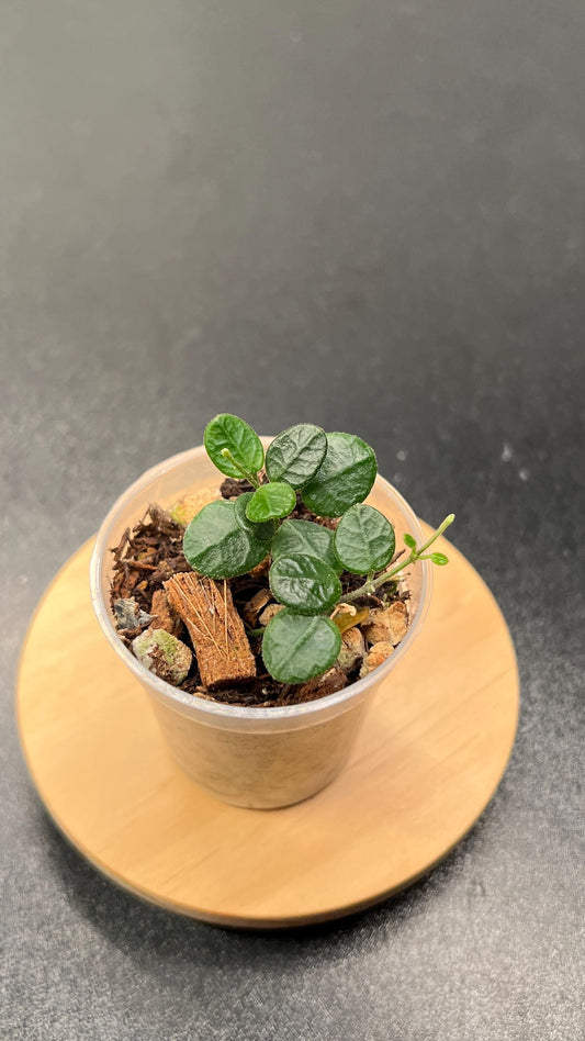 Hoya Tengchongensis Indoor Plant