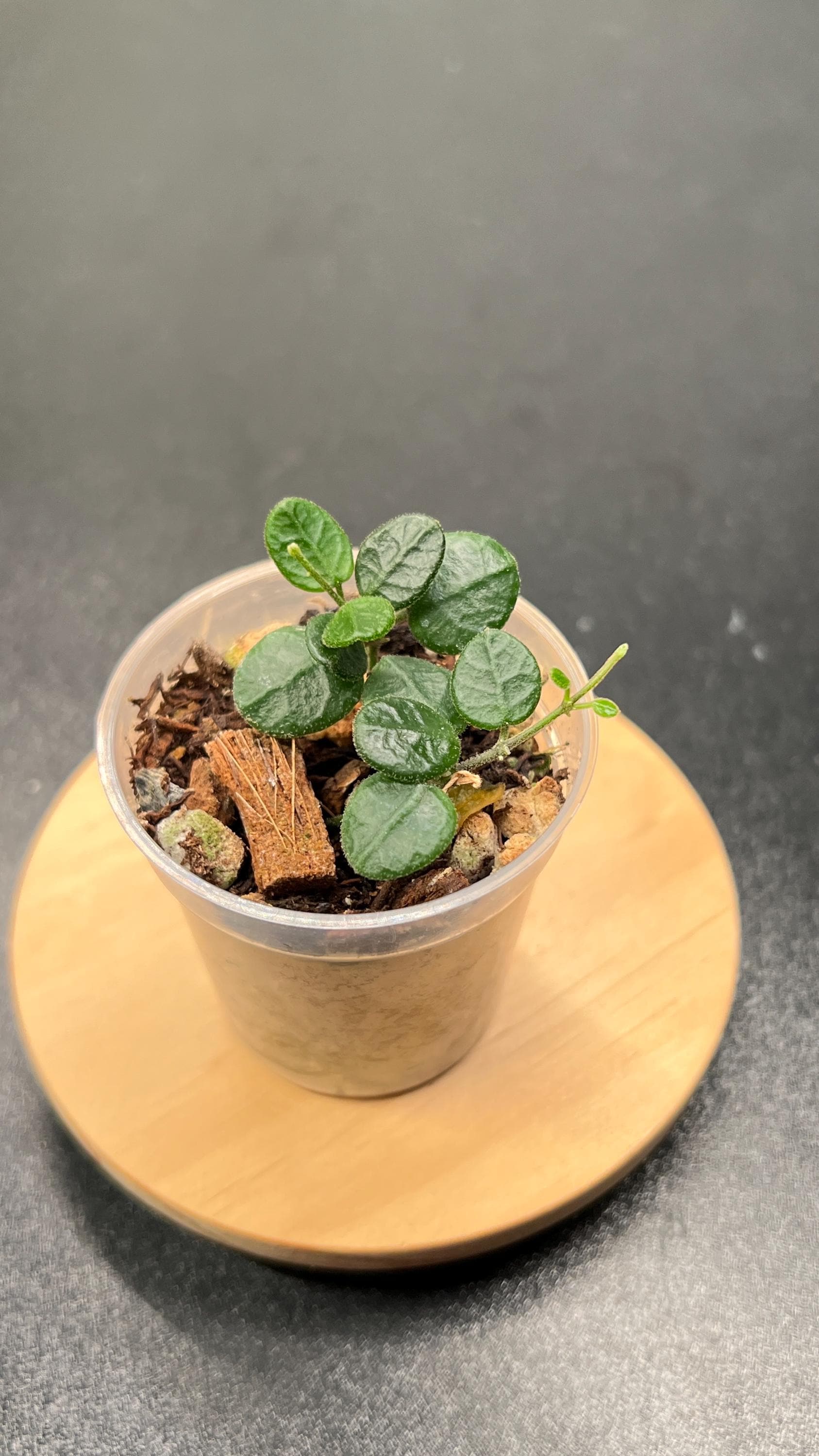 Hoya Tengchongensis Indoor Plant
