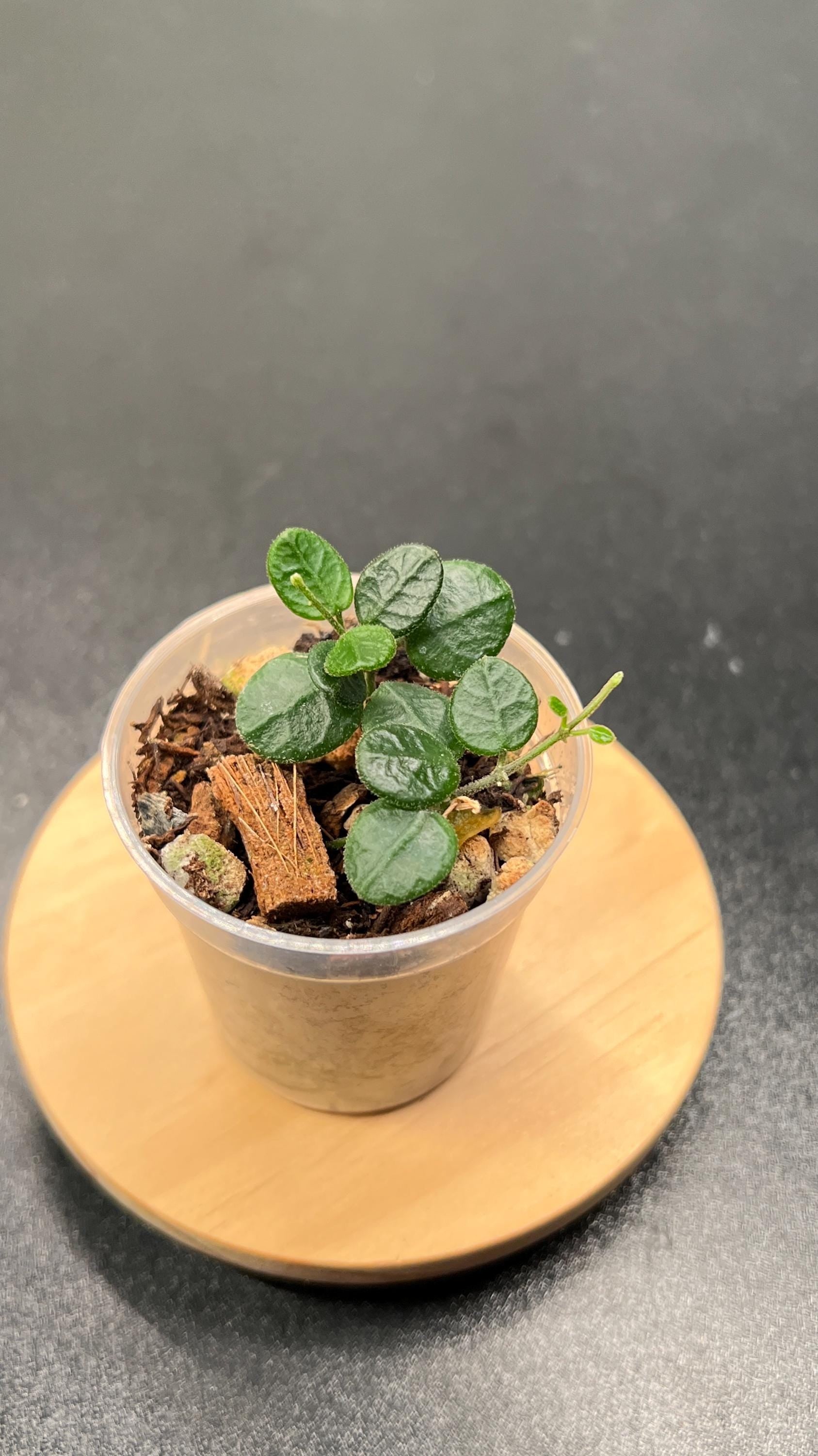 Hoya Tengchongensis Indoor Plant