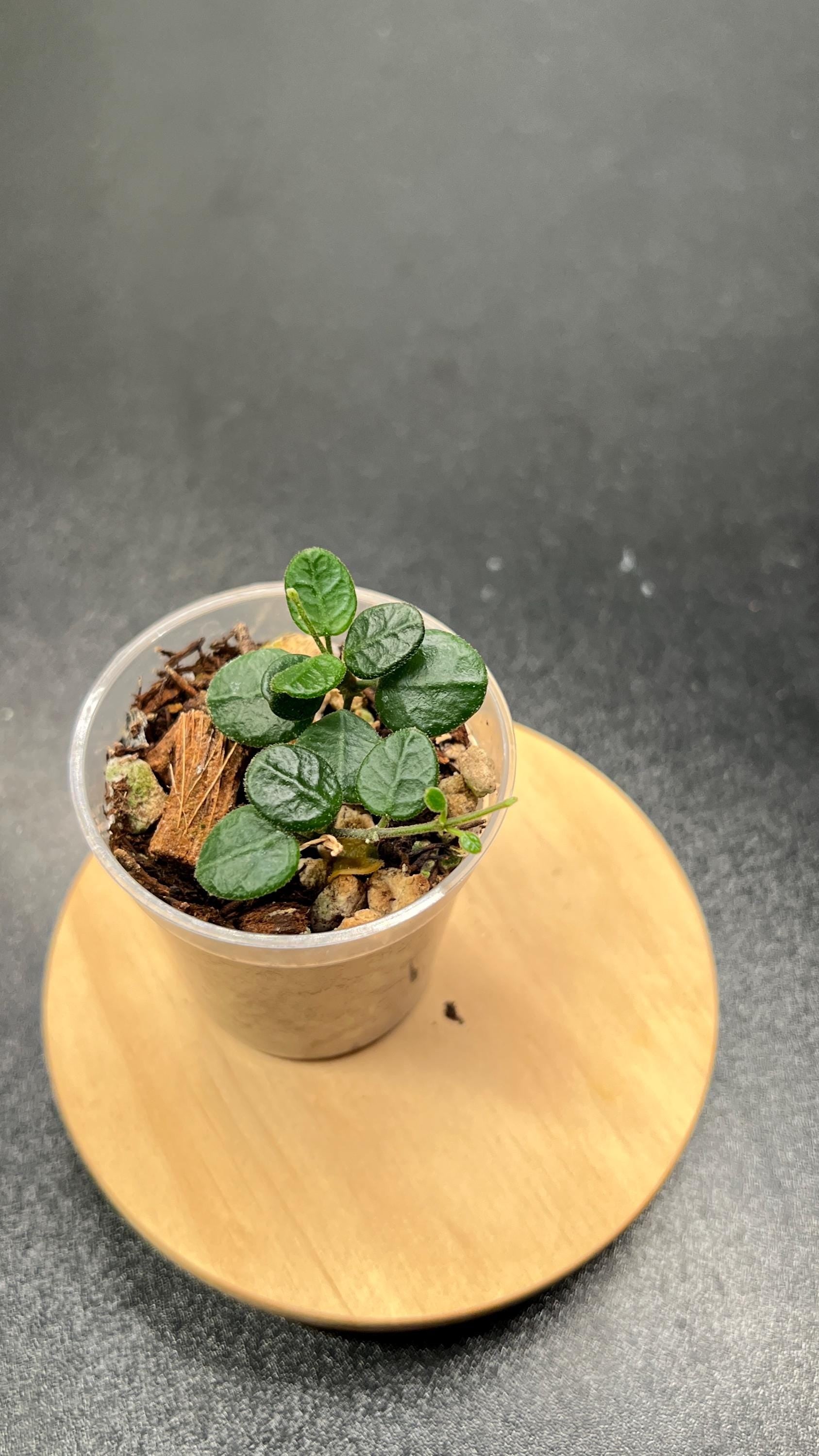 Hoya Tengchongensis Indoor Plant