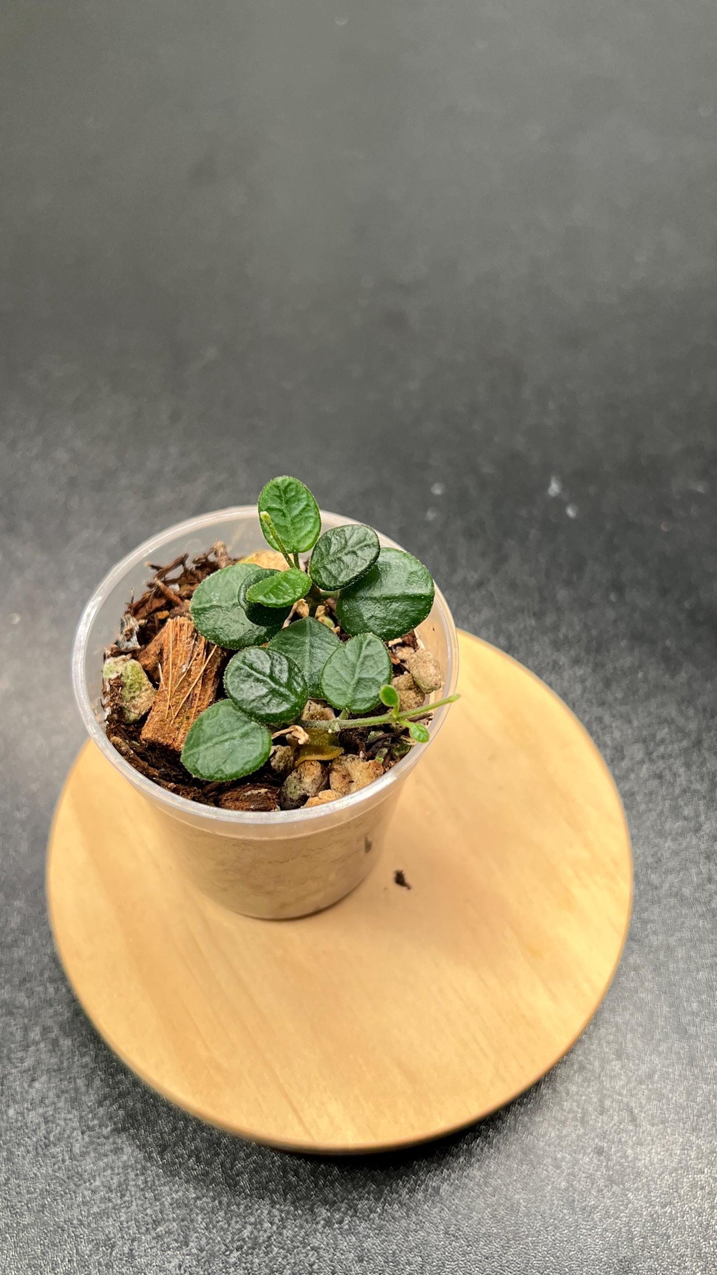 Hoya Tengchongensis Indoor Plant