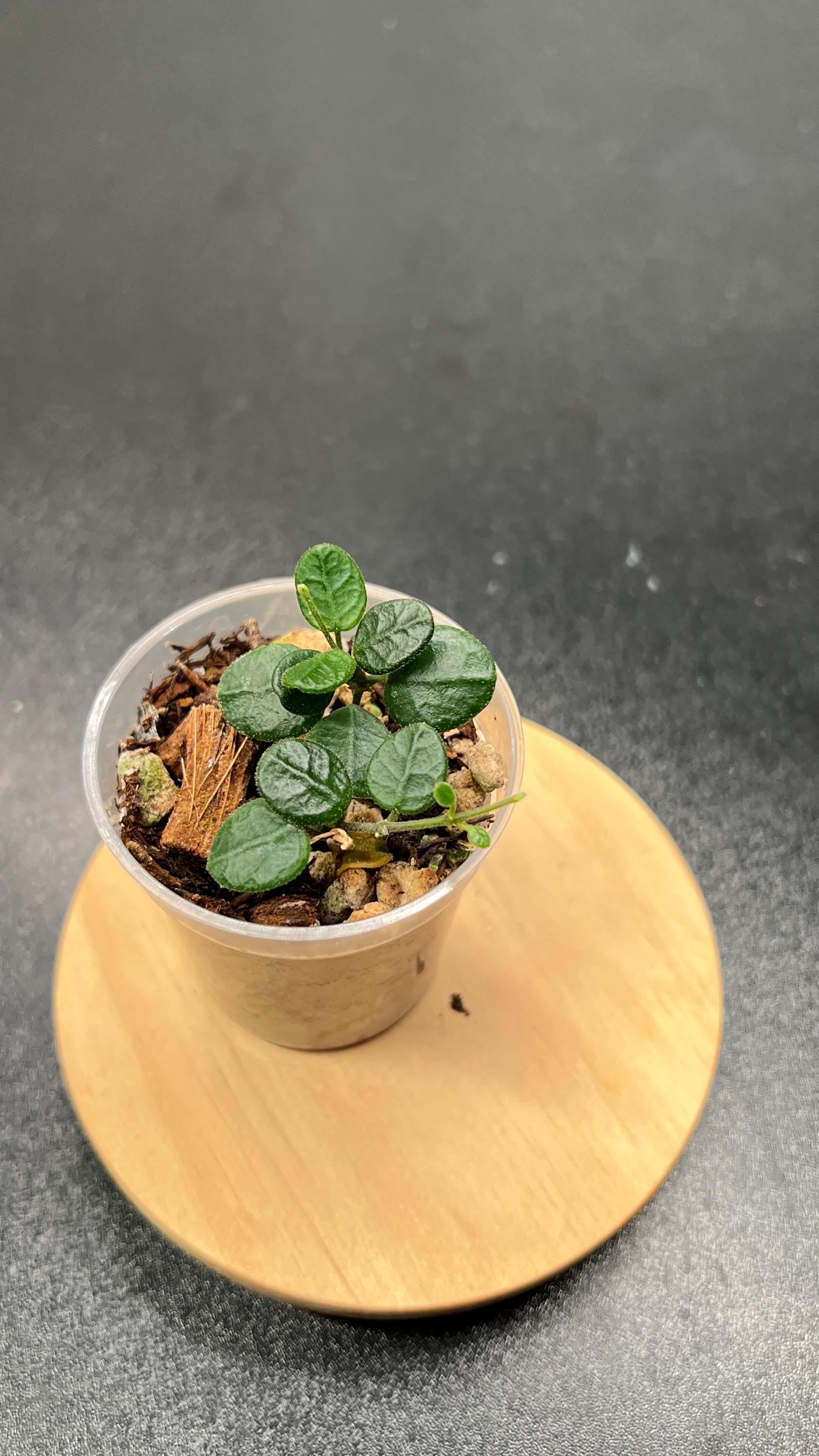 Hoya Tengchongensis Indoor Plant