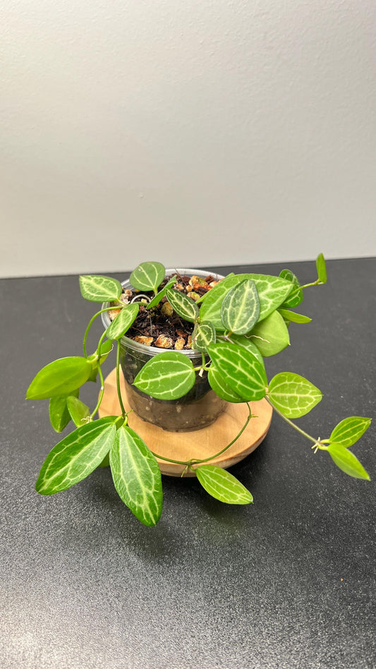Dischidia Ovata (Watermelon Dischidia) Indoor Plant