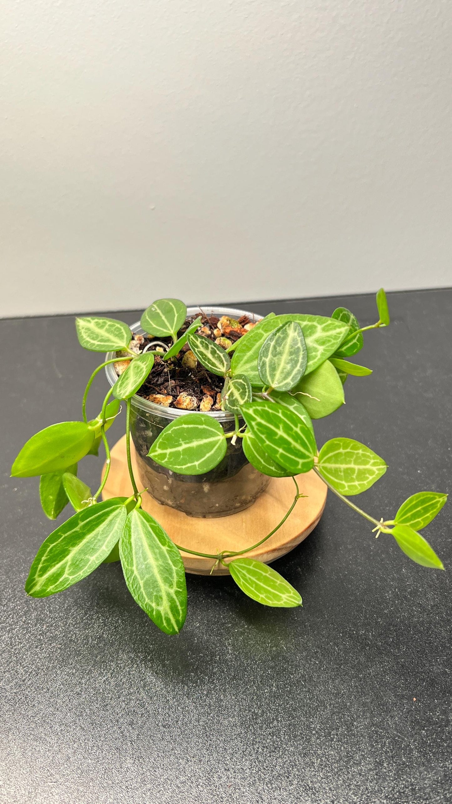 Dischidia Ovata (Watermelon Dischidia) Indoor Plant