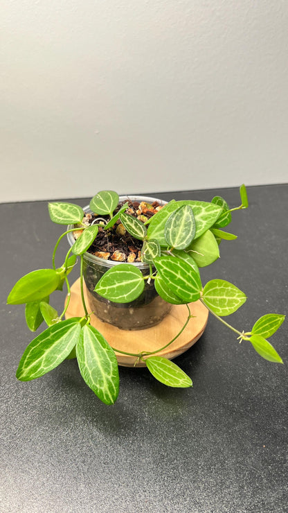 Dischidia Ovata (Watermelon Dischidia) Indoor Plant