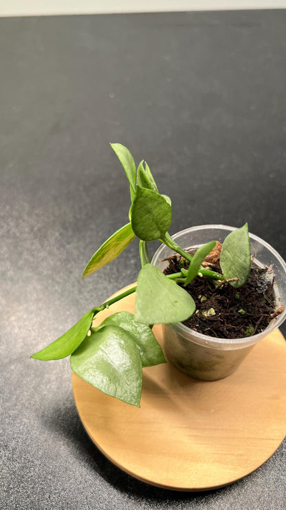 Hoya Lacunosa Orange Skin Indoor Plant