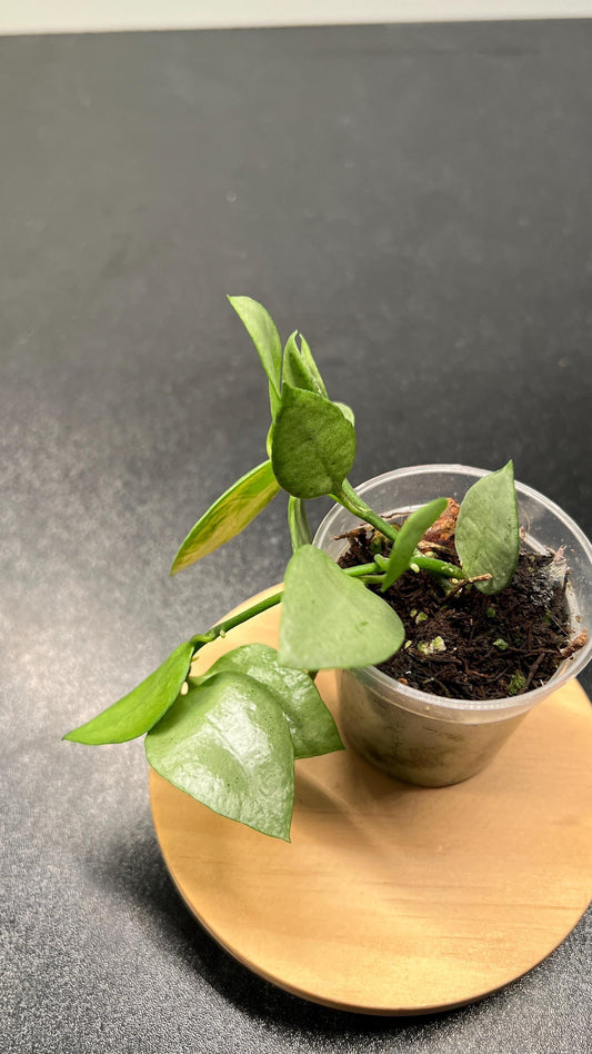 Hoya Lacunosa Orange Skin Indoor Plant