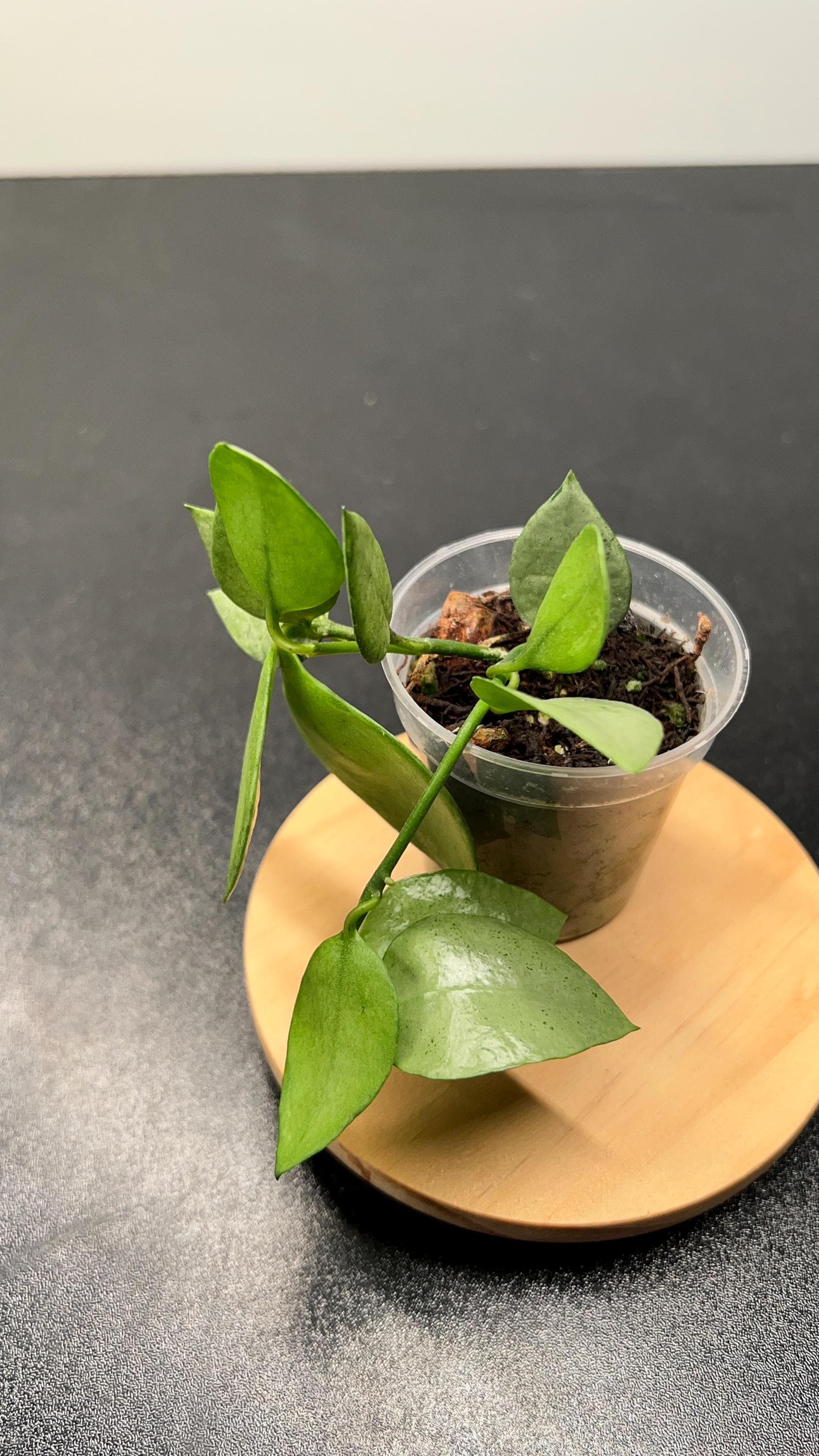 Hoya Lacunosa Orange Skin Indoor Plant