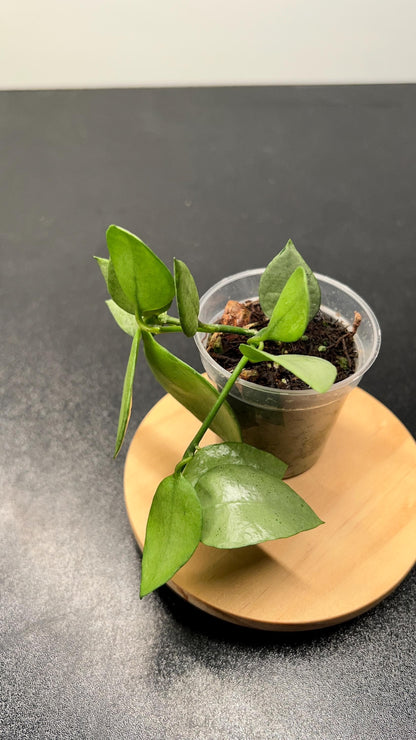 Hoya Lacunosa Orange Skin Indoor Plant