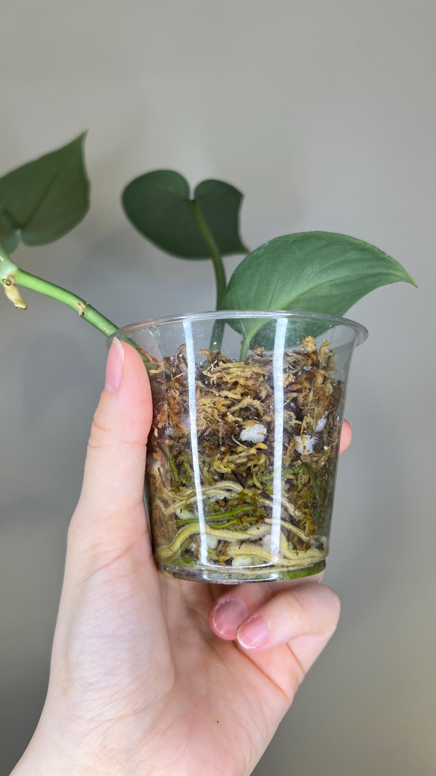 Scindapsus Silver Splash Indoor Trailing Plant