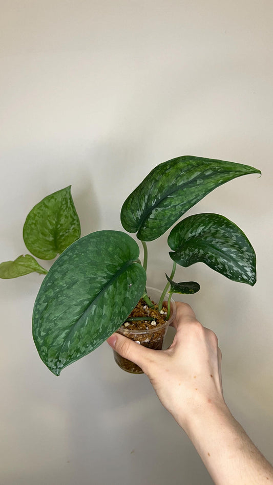 Scindapsus Silver Splash Indoor Trailing Plant