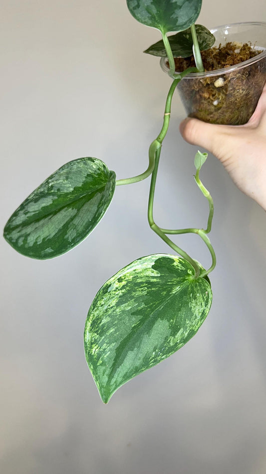 Scindapsus Silver Knight Mint Indoor Plant