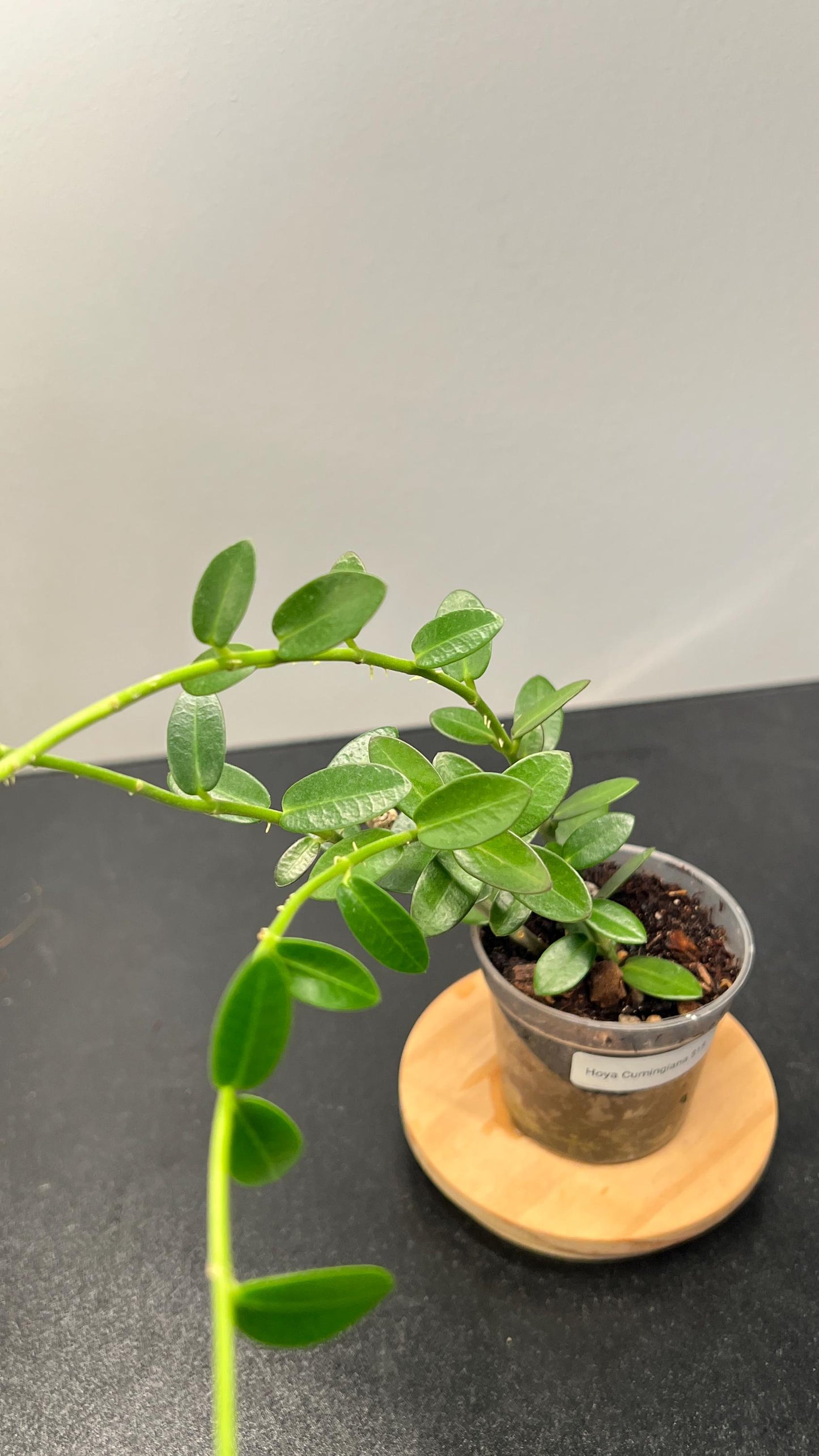 Hoya Cumingiana Indoor Plant
