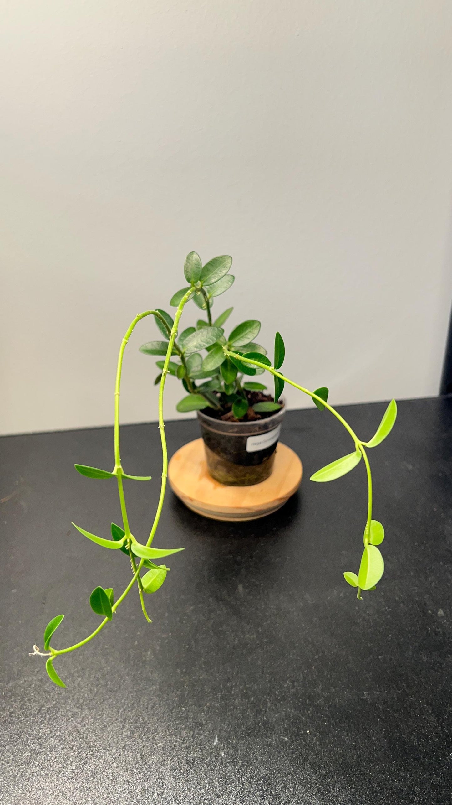 Hoya Cumingiana Indoor Plant