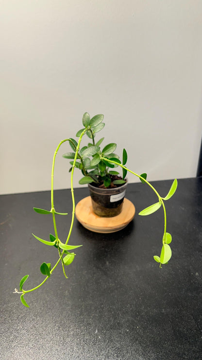 Hoya Cumingiana Indoor Plant