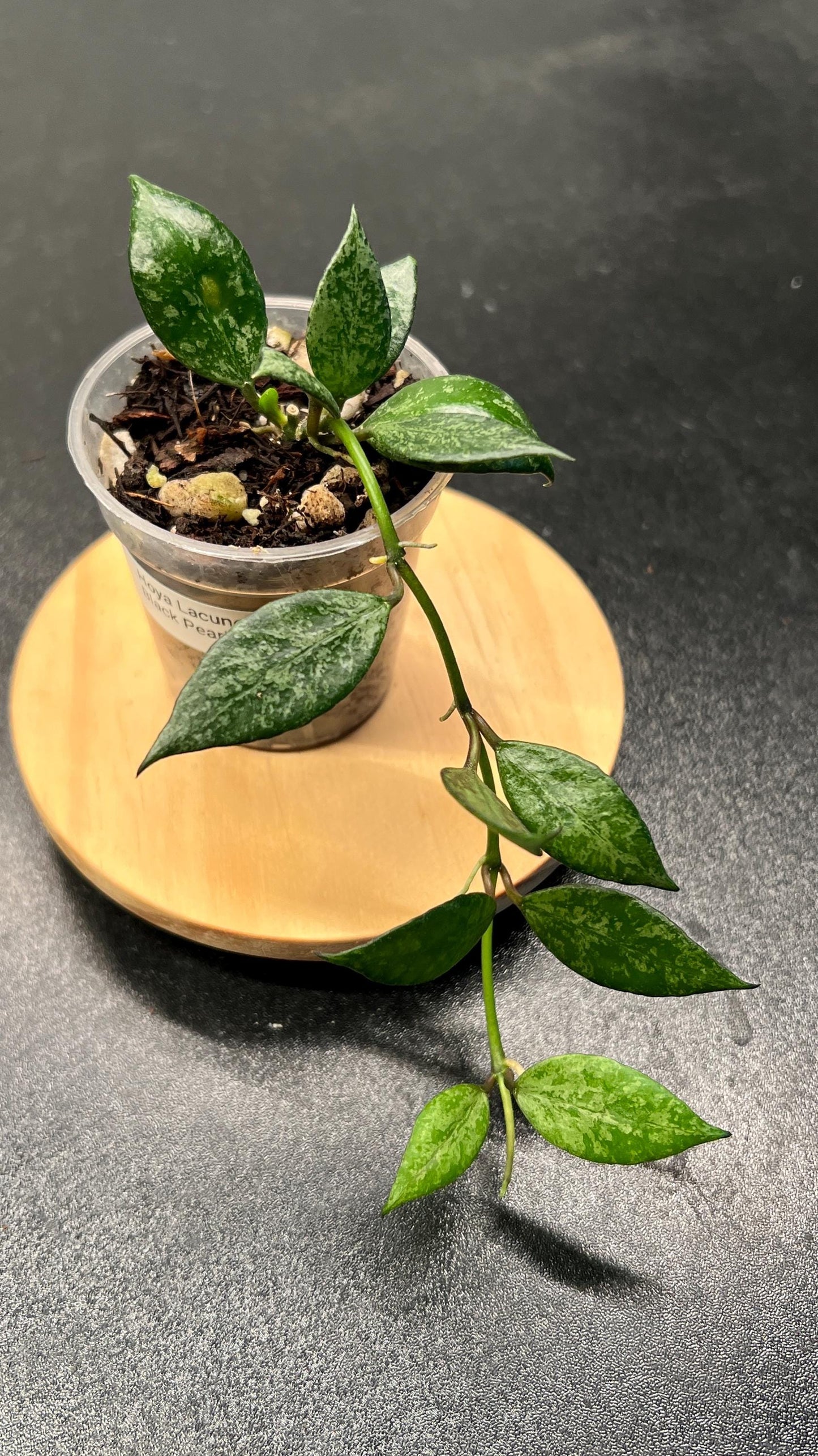 Hoya Lacunosa Black Pearl Indoor Plant