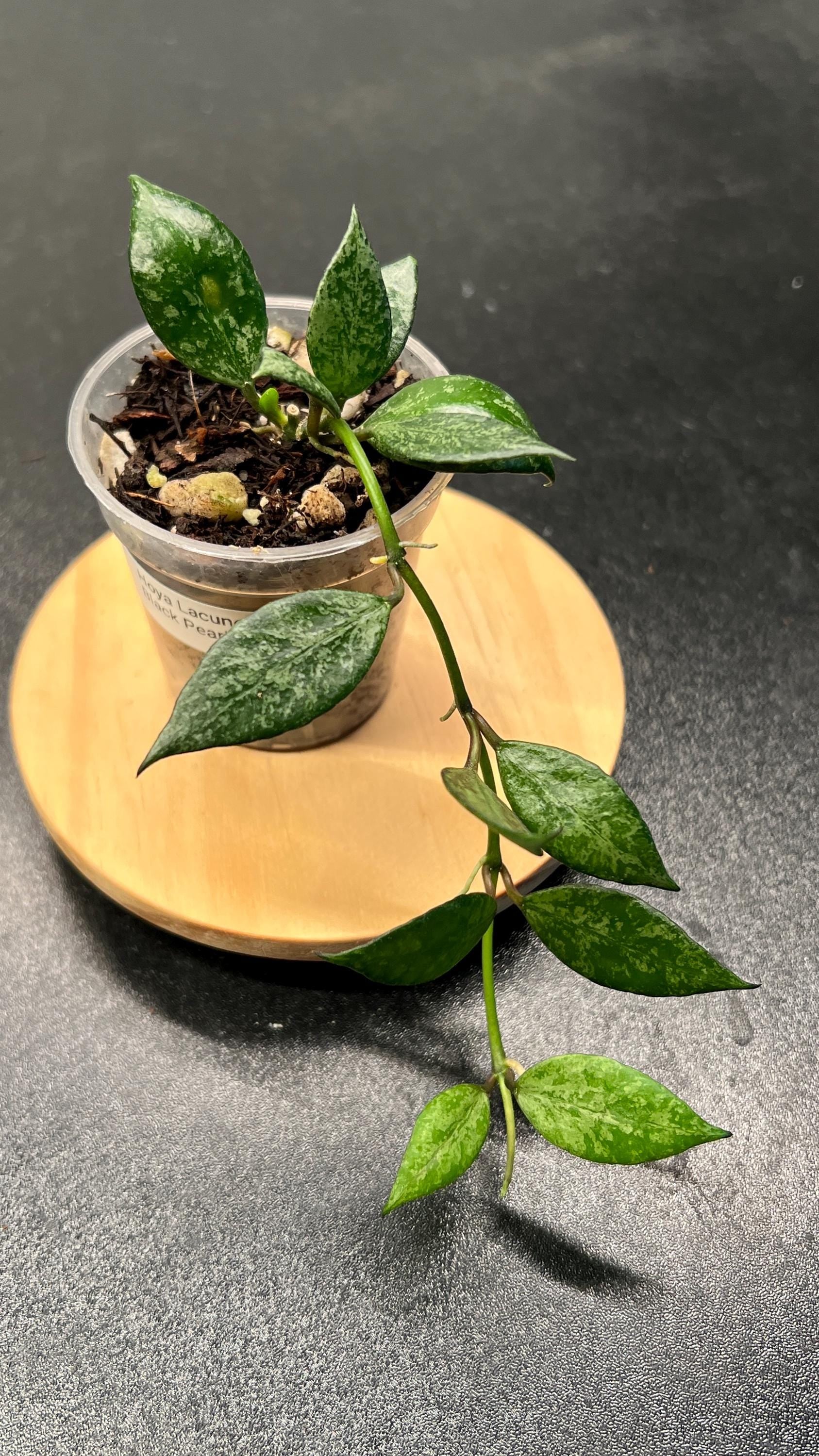 Hoya Lacunosa Black Pearl Indoor Plant