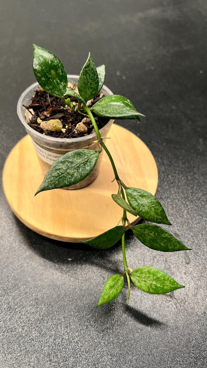 Hoya Lacunosa Black Pearl Indoor Plant