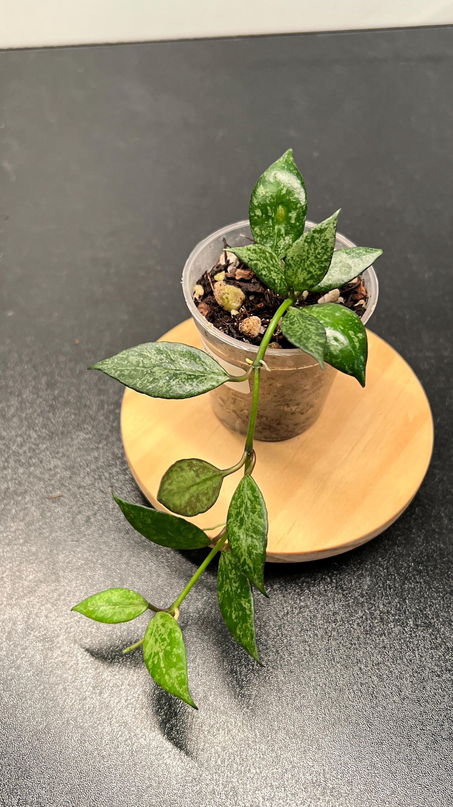 Hoya Lacunosa Black Pearl Indoor Plant