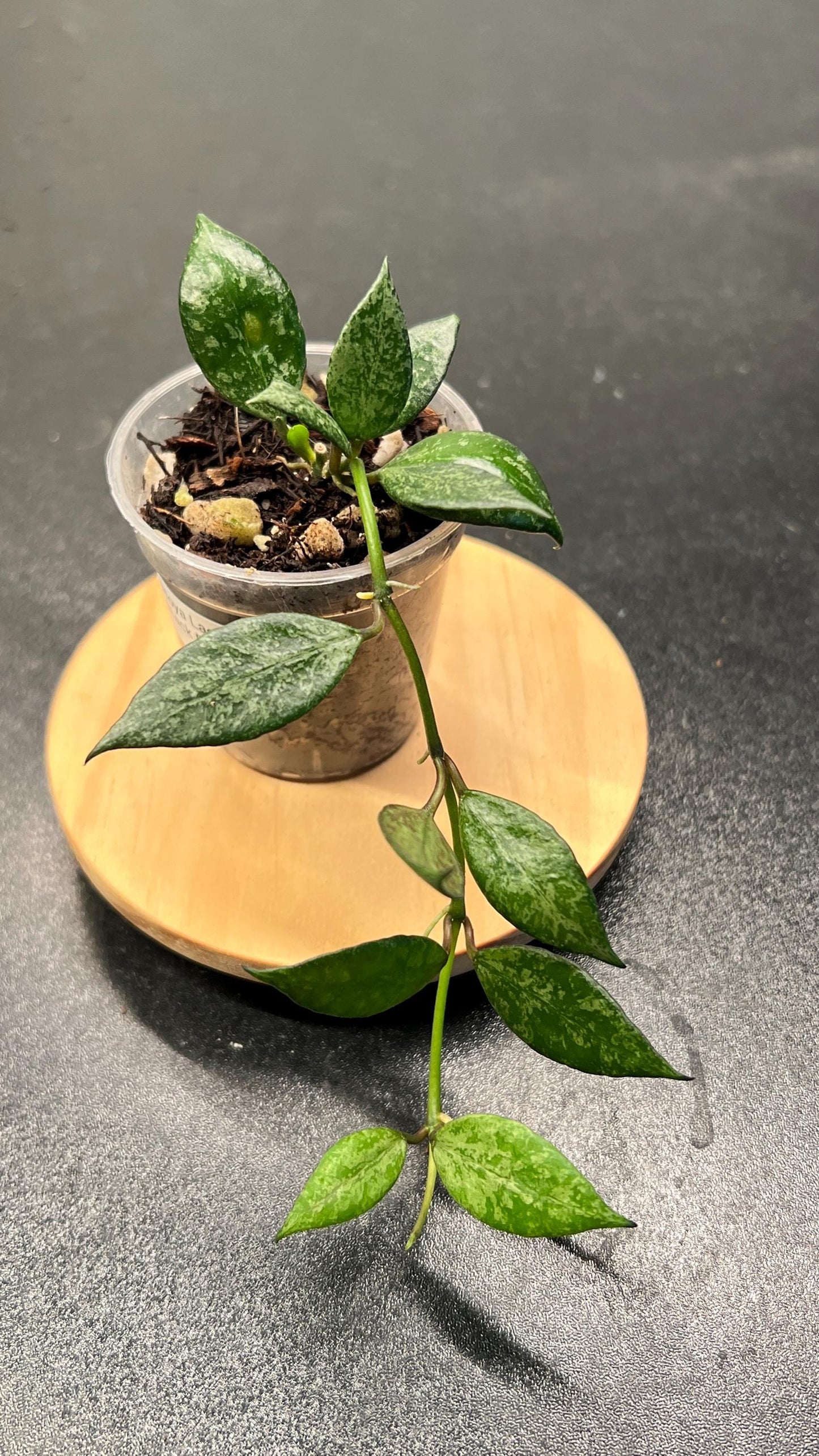 Hoya Lacunosa Black Pearl Indoor Plant