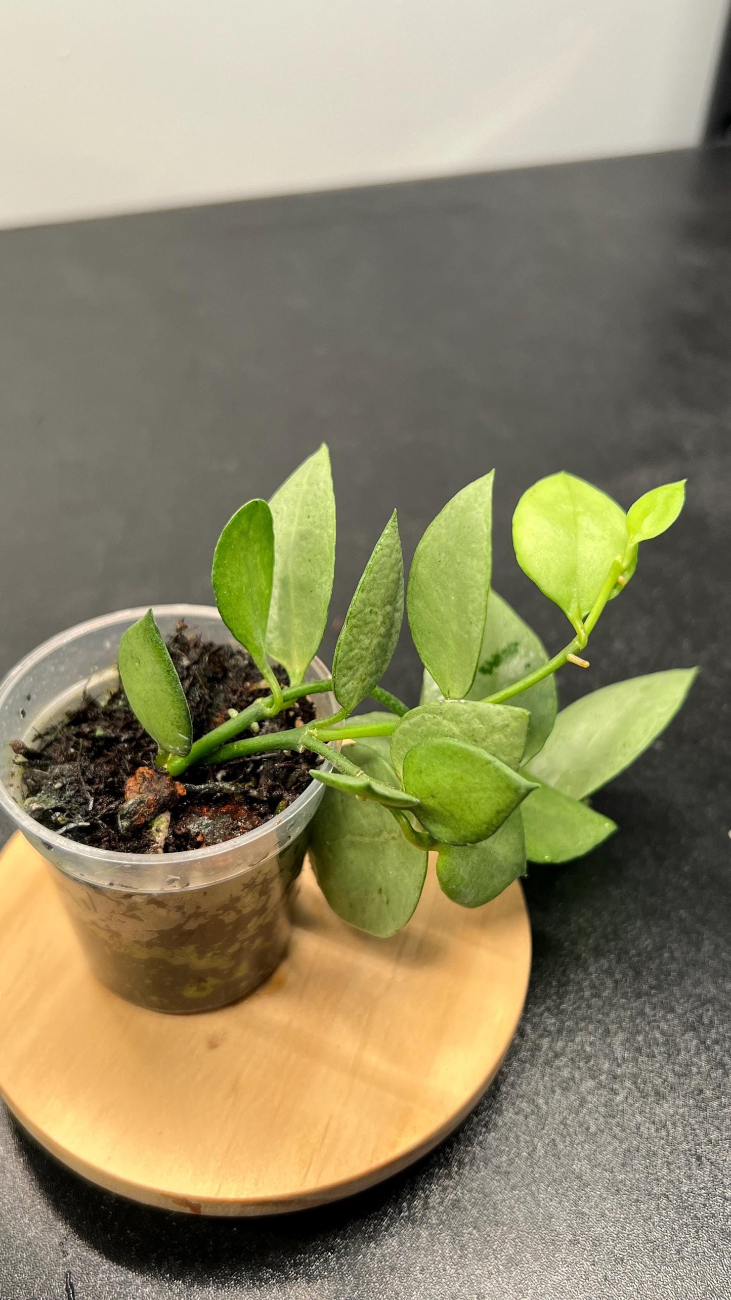 Hoya Lacunosa Orange Skin Indoor Plant