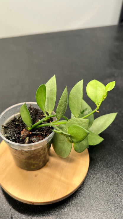 Hoya Lacunosa Orange Skin Indoor Plant