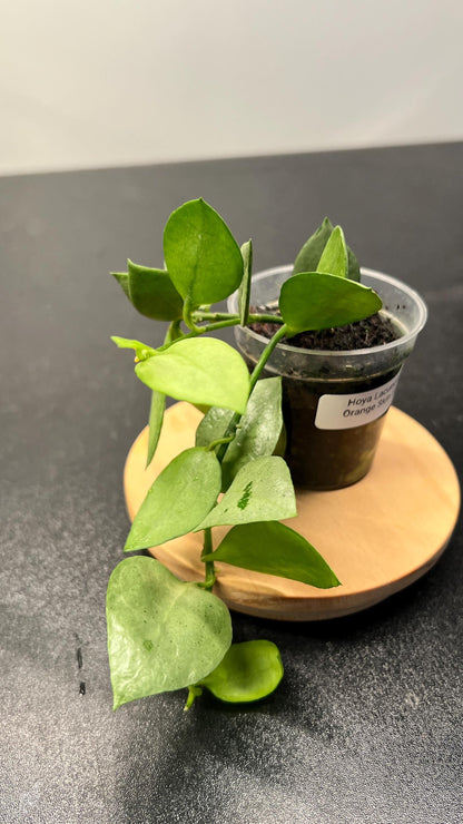 Hoya Lacunosa Orange Skin Indoor Plant