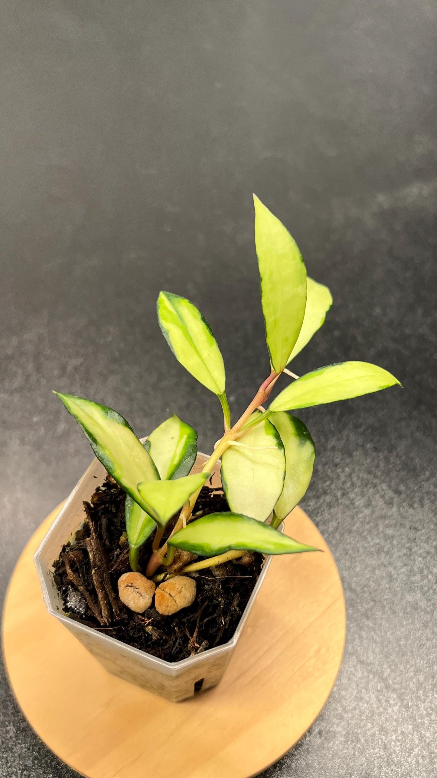 Hoya Lacunosa Souma Indoor Plant