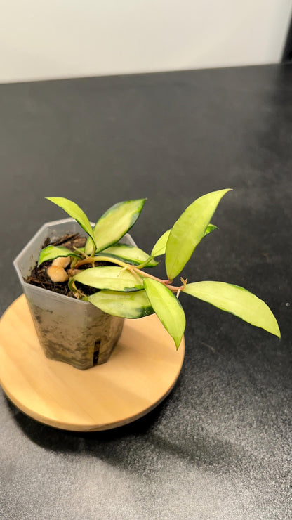 Hoya Lacunosa Souma Indoor Plant