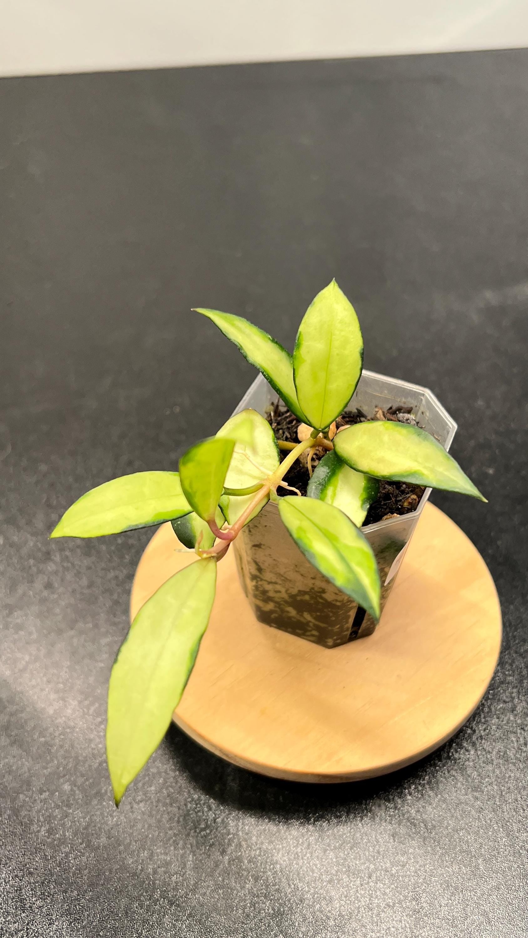 Hoya Lacunosa Souma Indoor Plant
