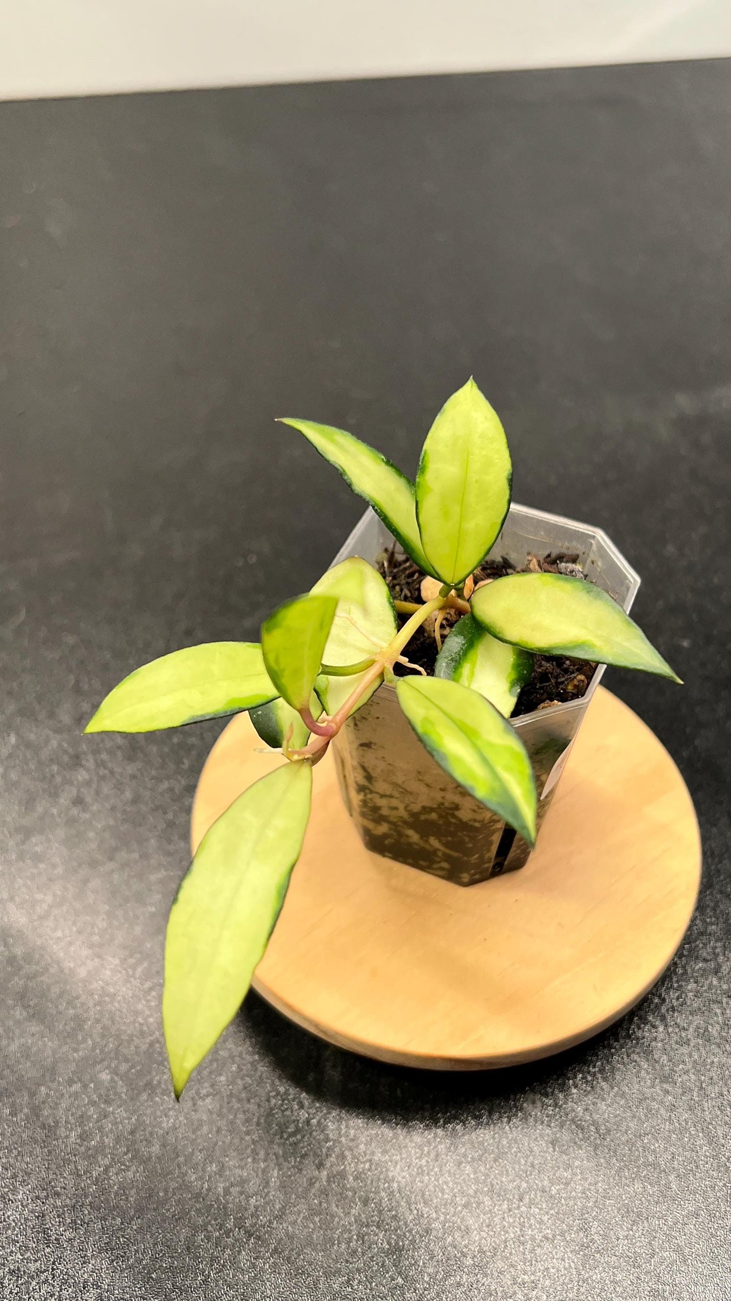 Hoya Lacunosa Souma Indoor Plant