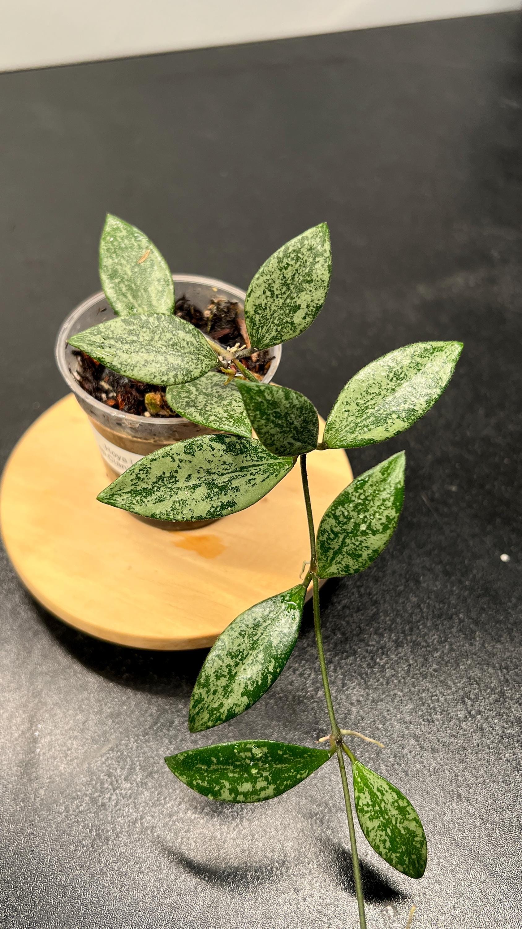 Hoya Lacunosa sp Cianjur Splash Indoor Plant