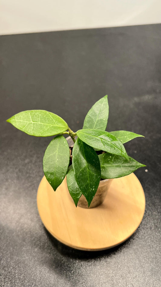 Hoya Rebecca Indoor Plant