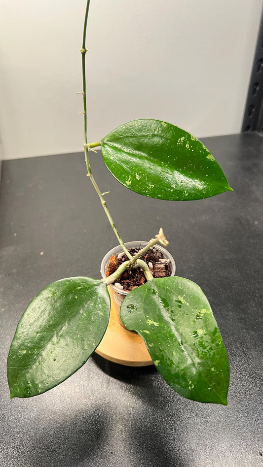 Hoya Pottsii Splash Indoor Plant
