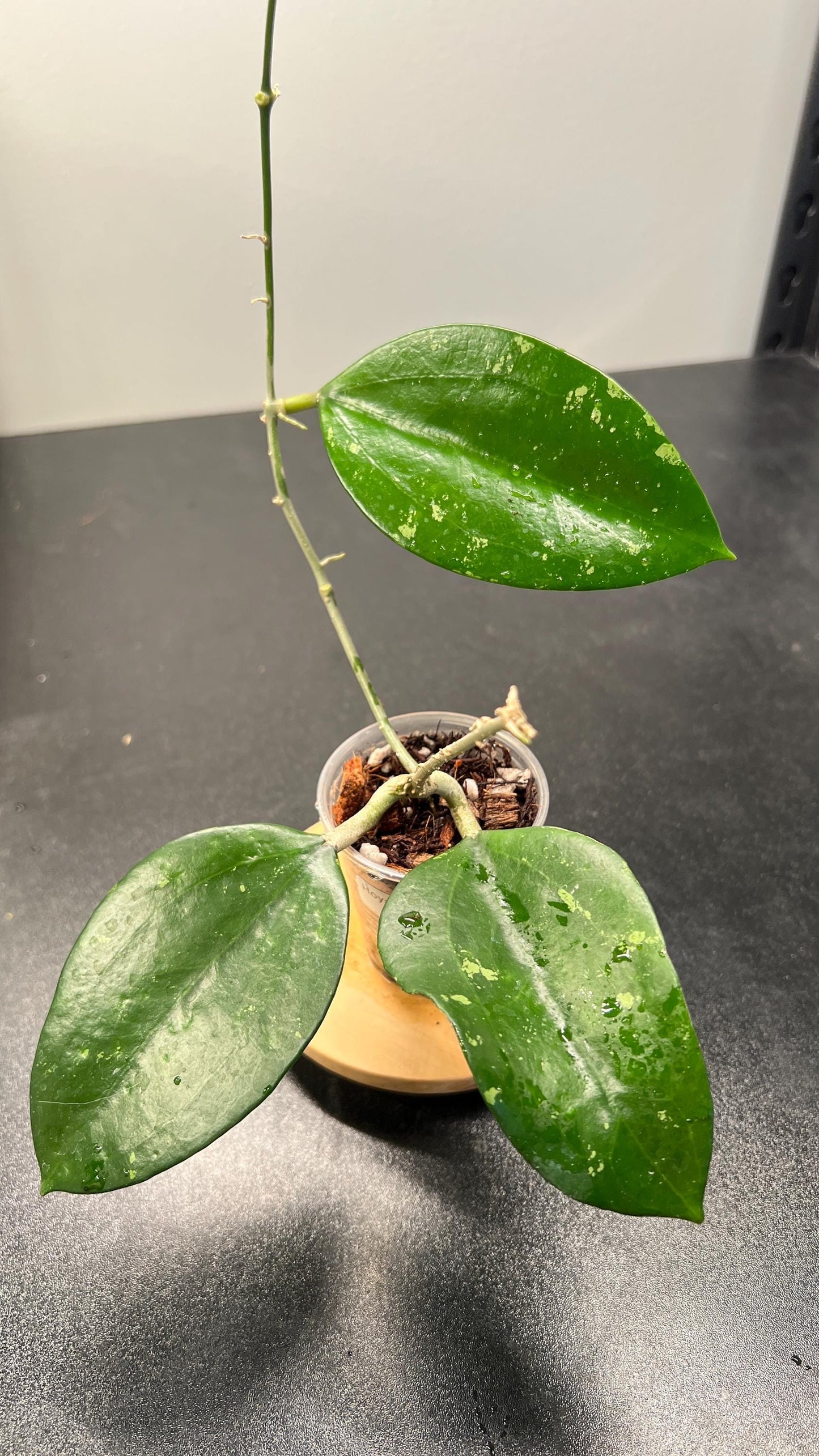Hoya Pottsii Splash Indoor Plant