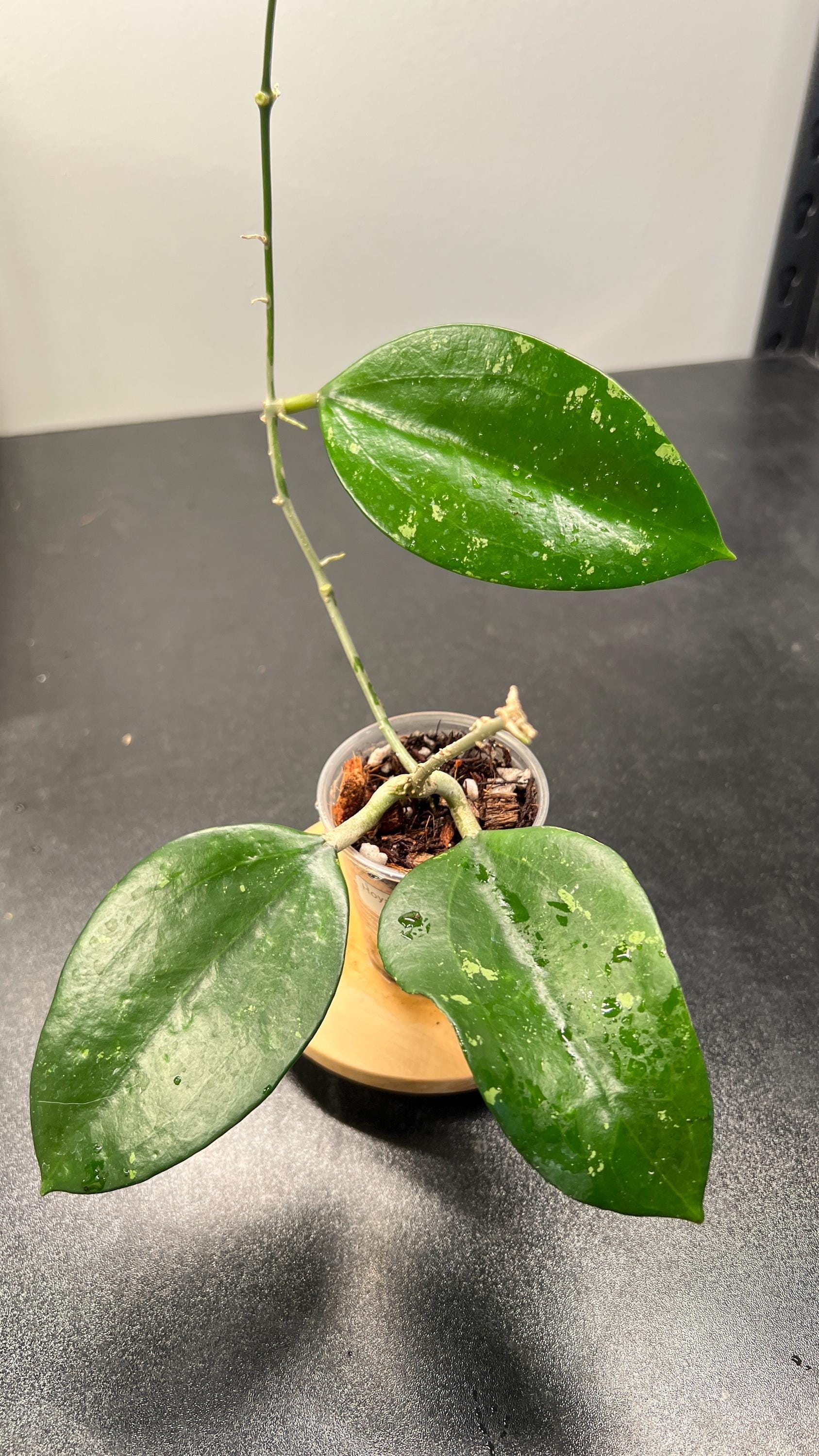 Hoya Pottsii Splash Indoor Plant