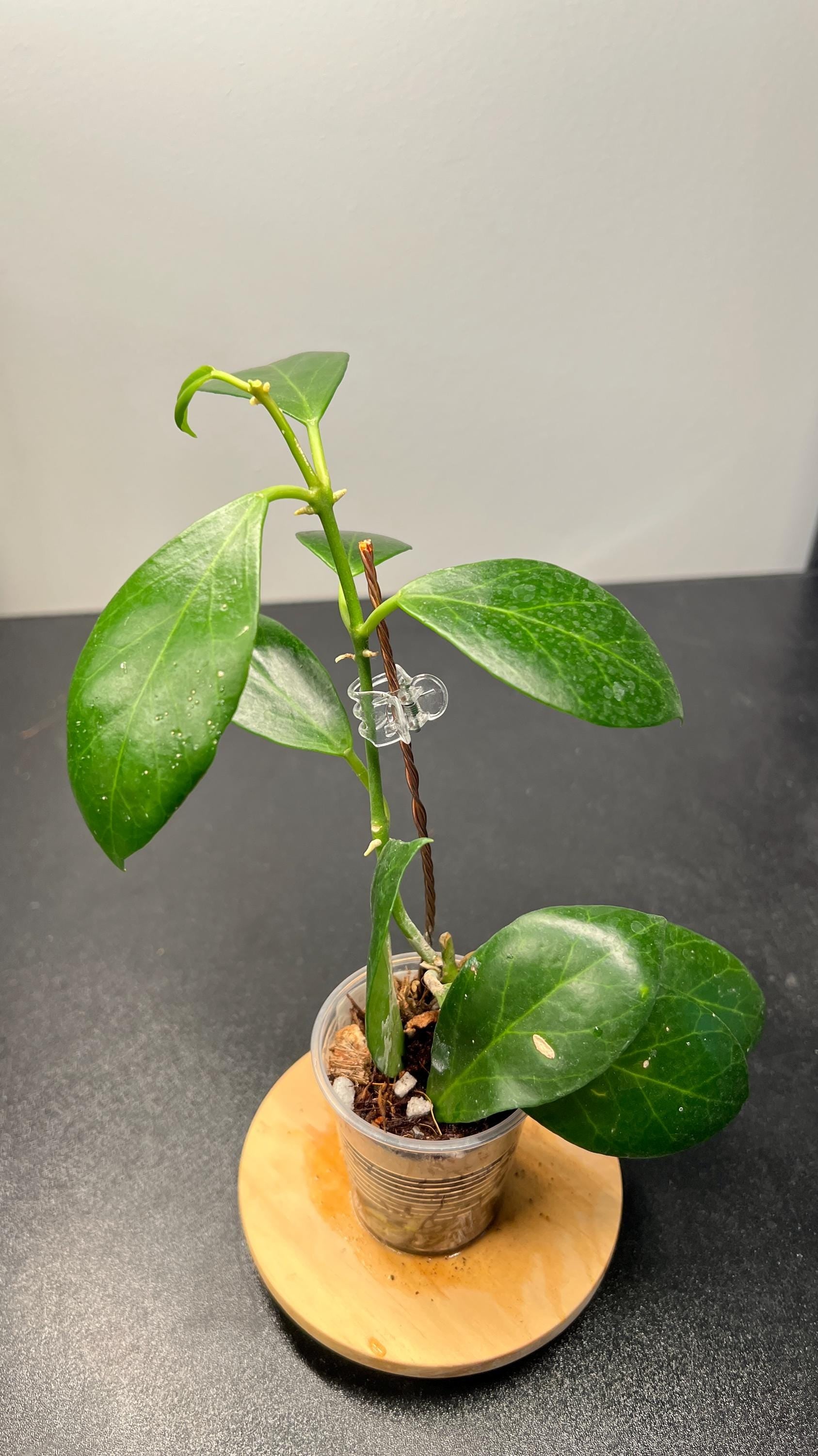 Hoya Obscura Indoor Plant