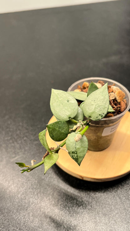 Hoya Krohniana Super Silver Indoor Plant