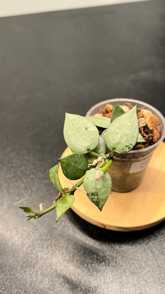 Hoya Krohniana Super Silver Indoor Plant
