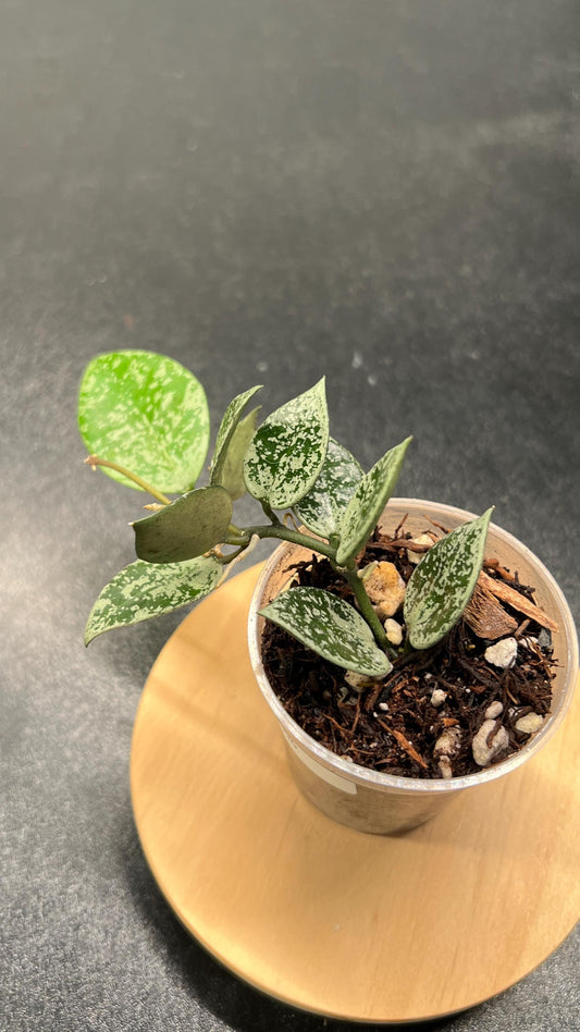 Hoya Lacunosa Gayung Indoor Plant