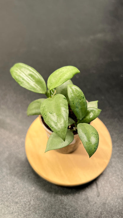 Hoya Lacunosa Moonshine Indoor Plant