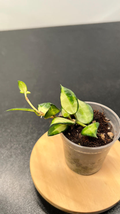 Hoya Lacunosa Illumi Indoor Plant