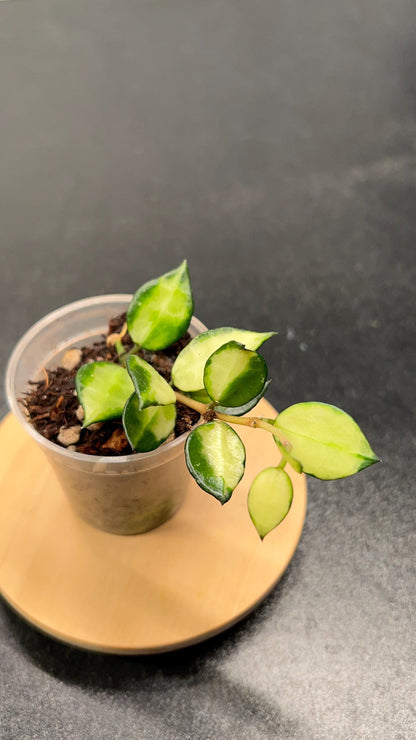 Hoya Lacunosa Illumi Indoor Plant