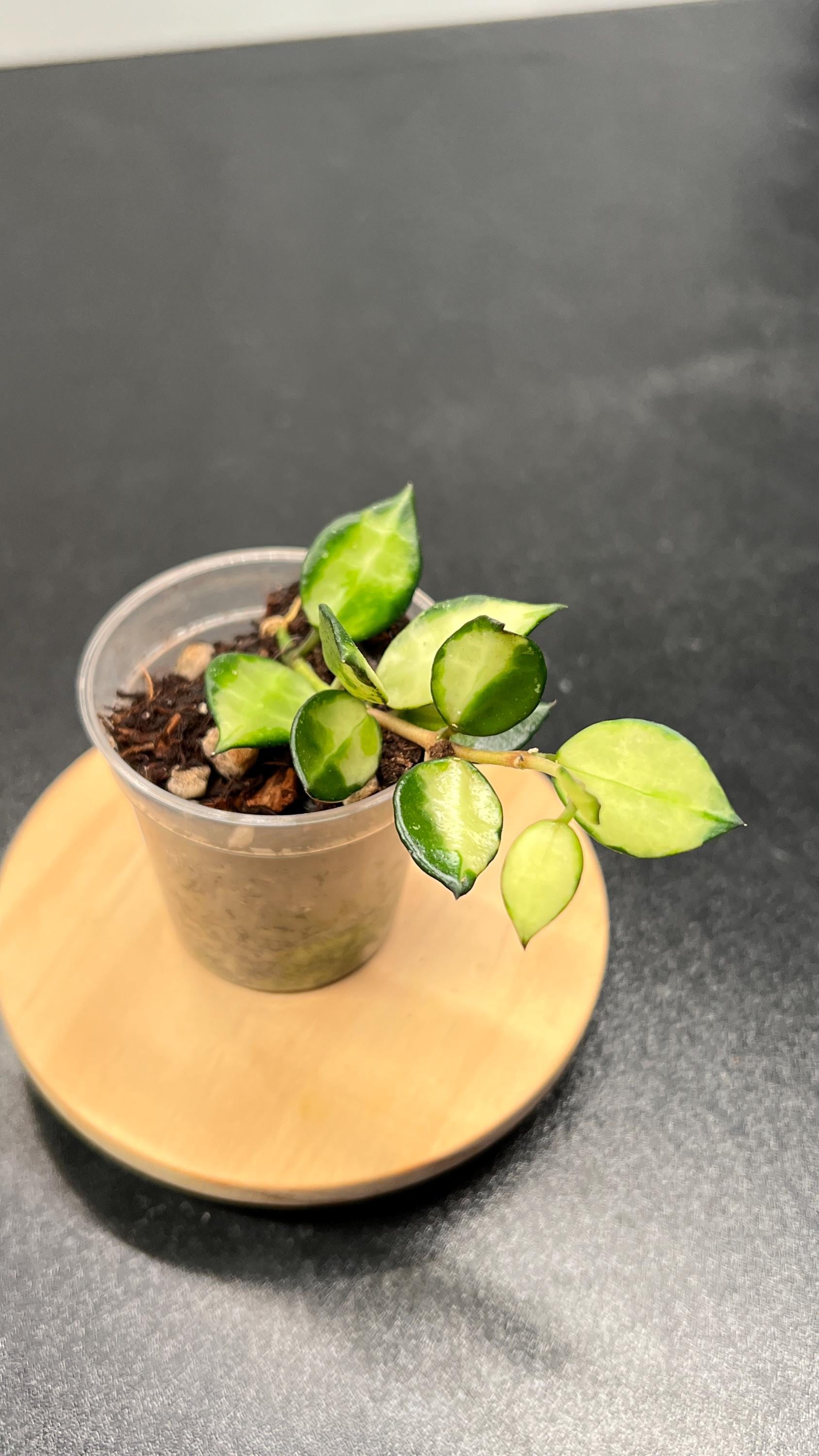 Hoya Lacunosa Illumi Indoor Plant